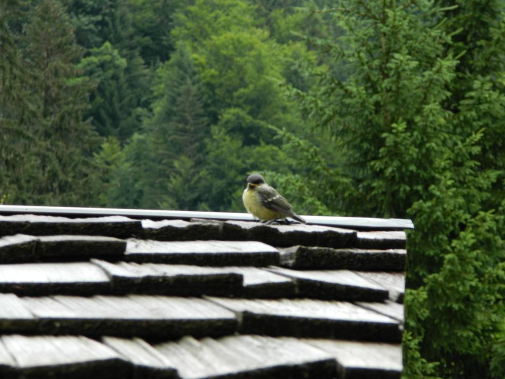 Logis Hotel Les Sapins Montriond Dış mekan fotoğraf